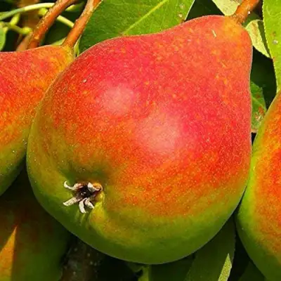 Груша ГЕРА в Дзержинске