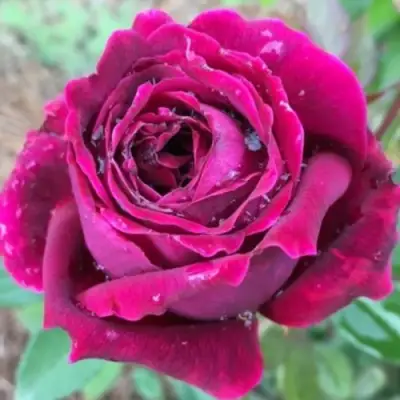 Роза РОЯЛ ПАЛАС японская в Дзержинске