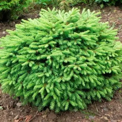 Ель НИДИФОРМИС обыкновенная в Дзержинске