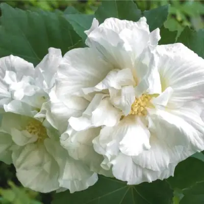 Гибискус АДМИРАЛ ДЕВЕЙ сирийский в Дзержинске