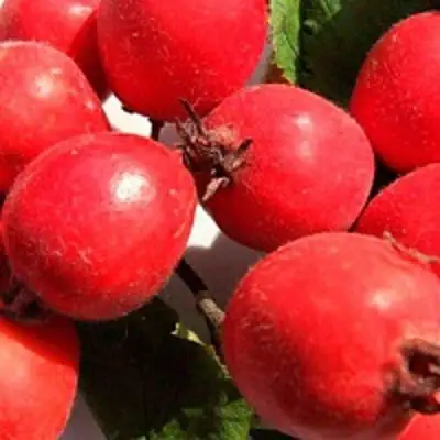 Боярышник КРУПНОПЛОДНЫЙ в Дзержинске