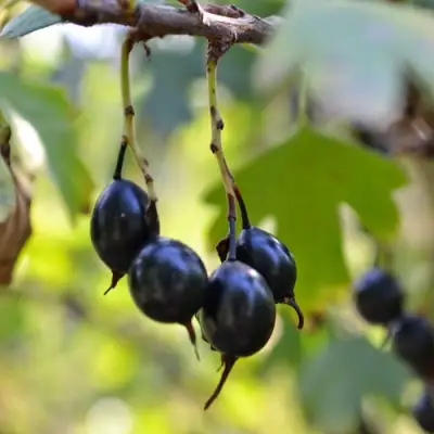 Смородина золотистая ДУСТЛИК в Дзержинске