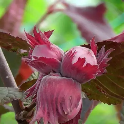 Фундук КАРДИНАЛ в Дзержинске