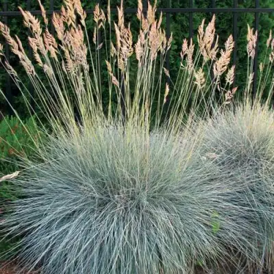 Овсянница ЭЛАЙДЖА БЛЮ в Дзержинске