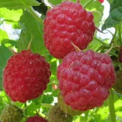 Малина НОВОСТЬ КУЗЬМИНА в Дзержинске