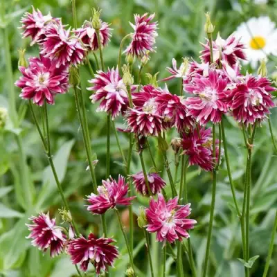 Аквилегия БАРЛОУ НОРА гибрид МакКаны в Дзержинске