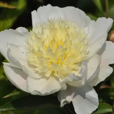 Пион ЗОЛОТАЯ ШПИЛЬКА травянистый в Дзержинске