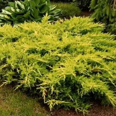 Можжевельник МОРДИГАН ГОЛД средний в Дзержинске