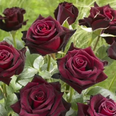 Роза БЛЭК БАККАРА чайно-гибридная в Дзержинске