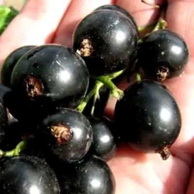 Смородина чёрная ЧЕРЕШНЁВАЯ в Дзержинске