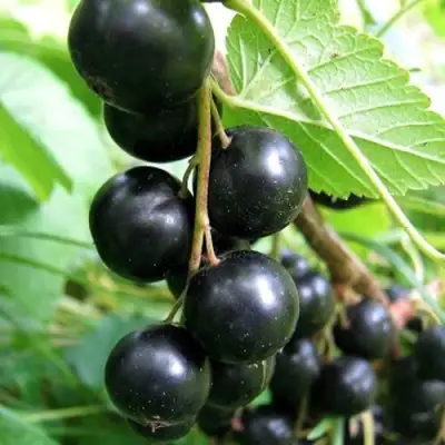 Смородина черная ЧЕРНООКАЯ в Дзержинске