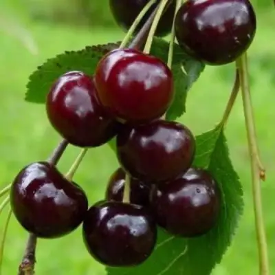 Вишня ЛАСУХА в Дзержинске