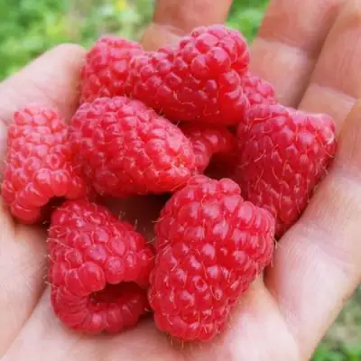 Малина ТУЛАМИН в Дзержинске