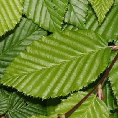 Граб японский в Дзержинске