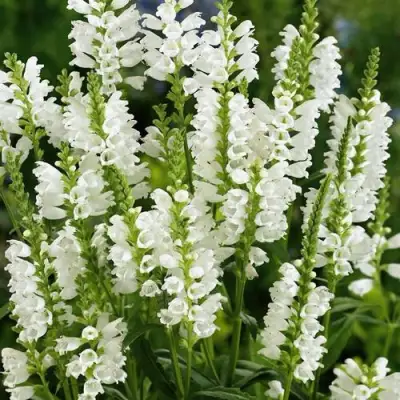 Физостегия АЛЬБА виргинская в Дзержинске