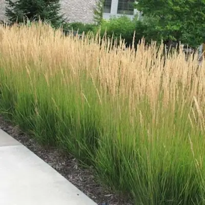 Вейник КАРЛ ФОРСТЕР остроцветковый в Дзержинске