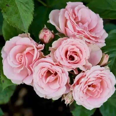 Роза КЛАССИК ЛИДИЯ спрей в Дзержинске