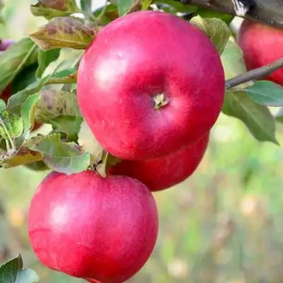 Яблоня АЙДАРЕД в Дзержинске