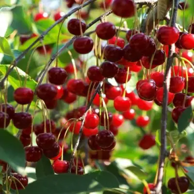 Вишня БРУСНИЦЫНА степная в Дзержинске