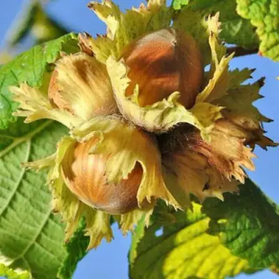 Фундук ТОНДА РОМАНА в Дзержинске