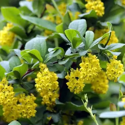 Барбарис корейский в Дзержинске