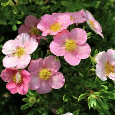 Лапчатка ЛАВЛИ ПИНК кустарниковая в Дзержинске