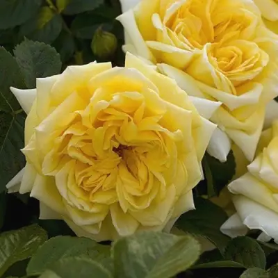 Роза НАДЯ МЕЙДИЛАНД почвопокровная в Дзержинске