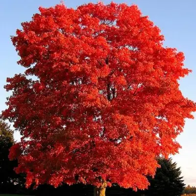 Дуб красный в Дзержинске