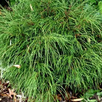 Туя ВИПКОРД складчатая в Дзержинске