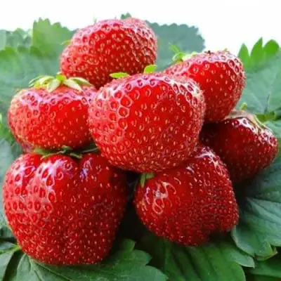 Клубника ВИМА ЗАНТА в Дзержинске