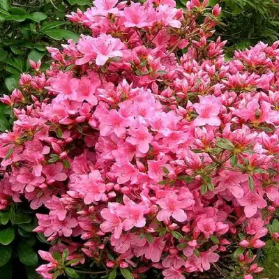 Азалия РОКОКО японская в Дзержинске