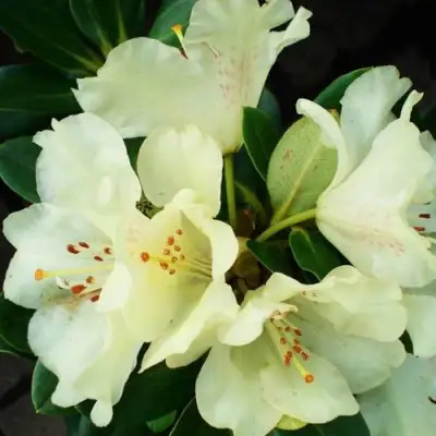 Рододендрон ГОЛДКРОН в Дзержинске