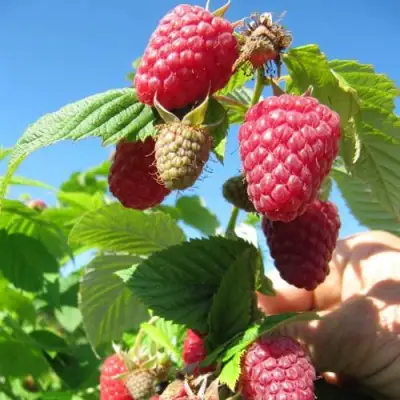 Малина ЕВРАЗИЯ в Дзержинске