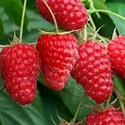 Малина КАСКАД ДЕЛАЙТ в Дзержинске