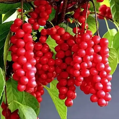 Лимонник САДОВЫЙ 1 китайский  в Дзержинске