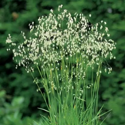 Трясунка средняя в Дзержинске