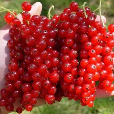 Смородина красная РЕД ПУЛ в Дзержинске