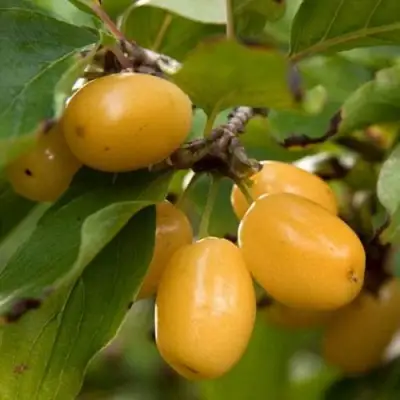 Кизил ЯНТАРНЫЙ в Дзержинске