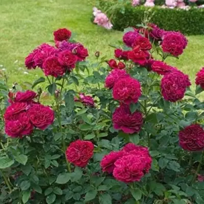 Роза МАНСТЕД ВУД английская в Дзержинске