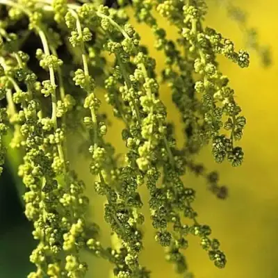 Дуб скальный в Дзержинске