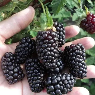 Ежевика ЛОХ НЕСС бесшипная  в Дзержинске