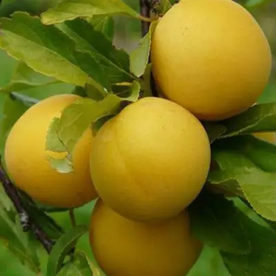 Слива СОЛНЫШКО в Дзержинске