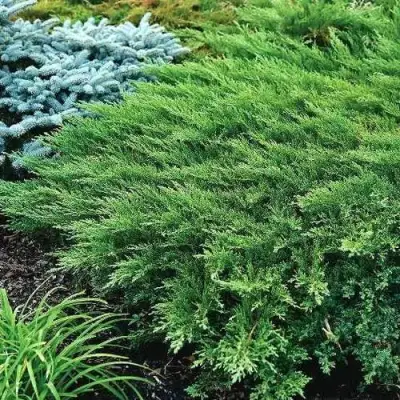 Можжевельник РОКЕРИ ДЖЕМ казацкий  в Дзержинске