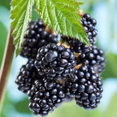 Ежевика БЛЭК САТИН бесшипная  в Дзержинске