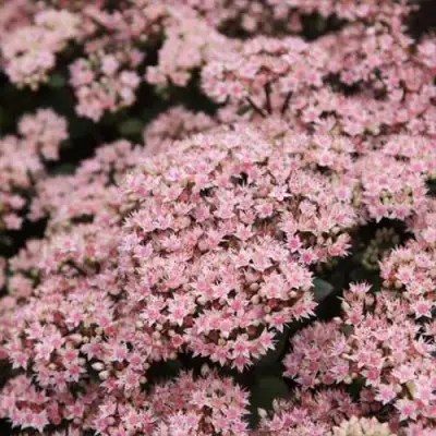 Очиток (седум) МАТРОНА в Дзержинске