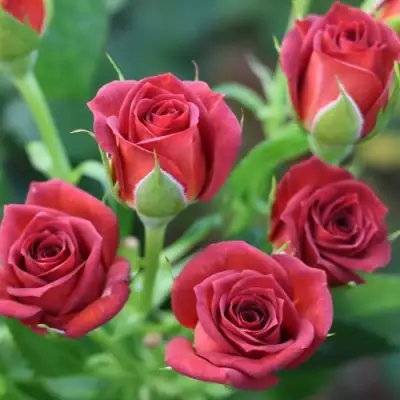 Роза ЧОКОЧИНО спрей в Дзержинске