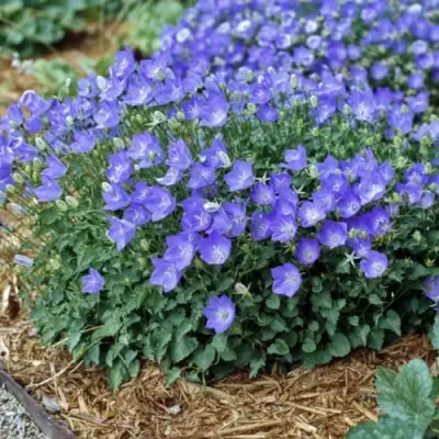 Колокольчик САНТА карпатский в Дзержинске