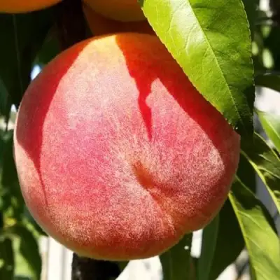 Персик ВАЙН ГОЛД Т3 в Дзержинске