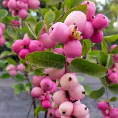 Снежноягодник ФИЕСТА БЕРРИ доренбоза в Дзержинске