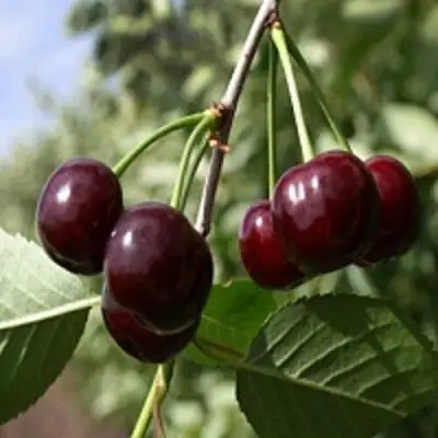 Вишня ВЛАДИМИРСКАЯ в Дзержинске